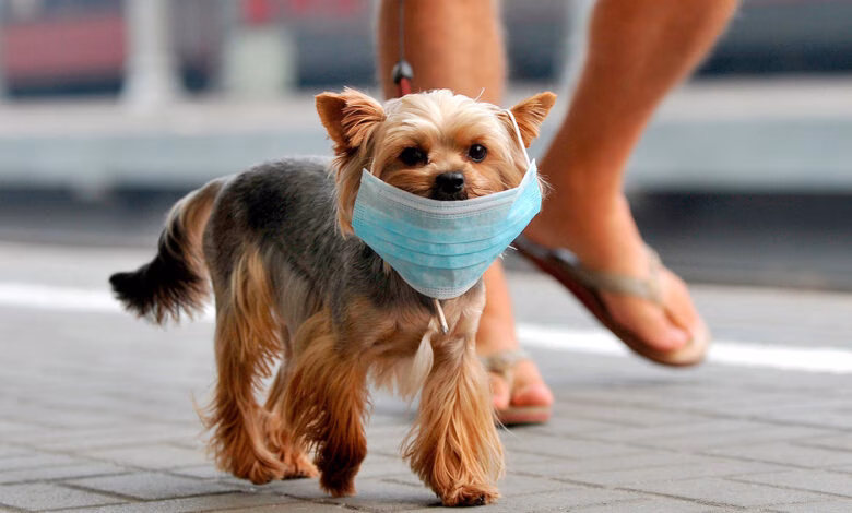 perro con mascarilla anticovid19