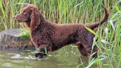 perro de agua americano