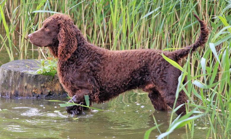 perro de agua americano