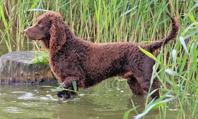 perro de agua americano