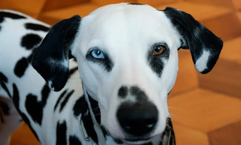 perro de raza dalmata
