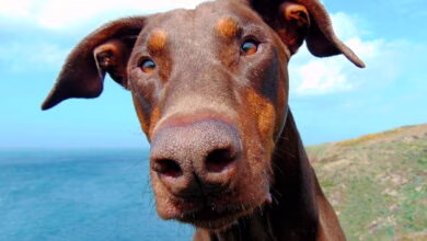 perro de raza doberman