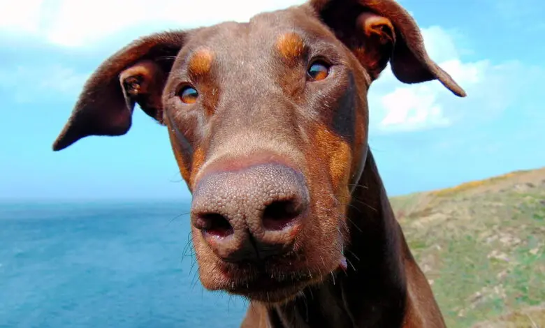 perro de raza doberman