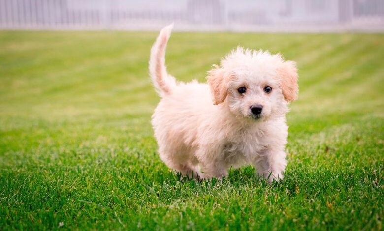 perro de tamano mini jugando sobre el cesped
