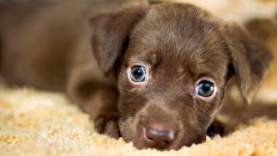 perro de tamano pequeno