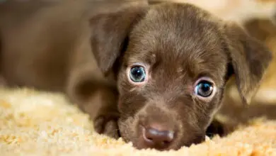 perro de tamano pequeno