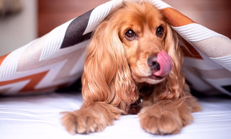 perro escondido bajo una manta