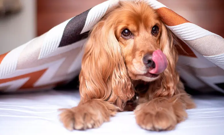 perro escondido bajo una manta