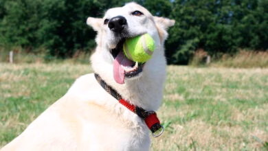 perro mordiendo una pelota de tenis