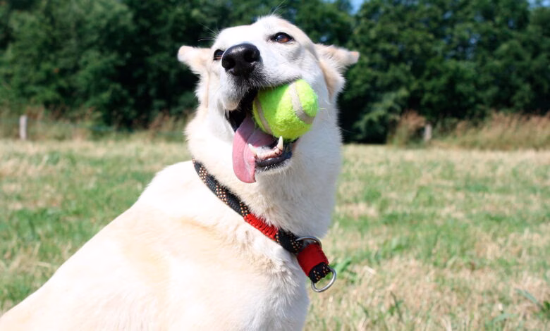 perro mordiendo una pelota de tenis