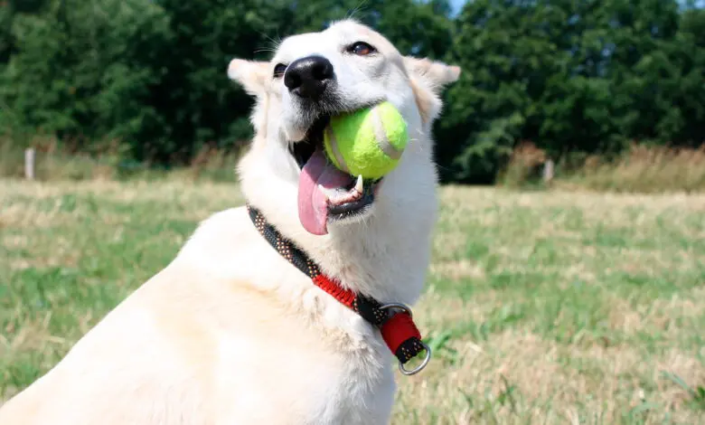 perro mordiendo una pelota de tenis