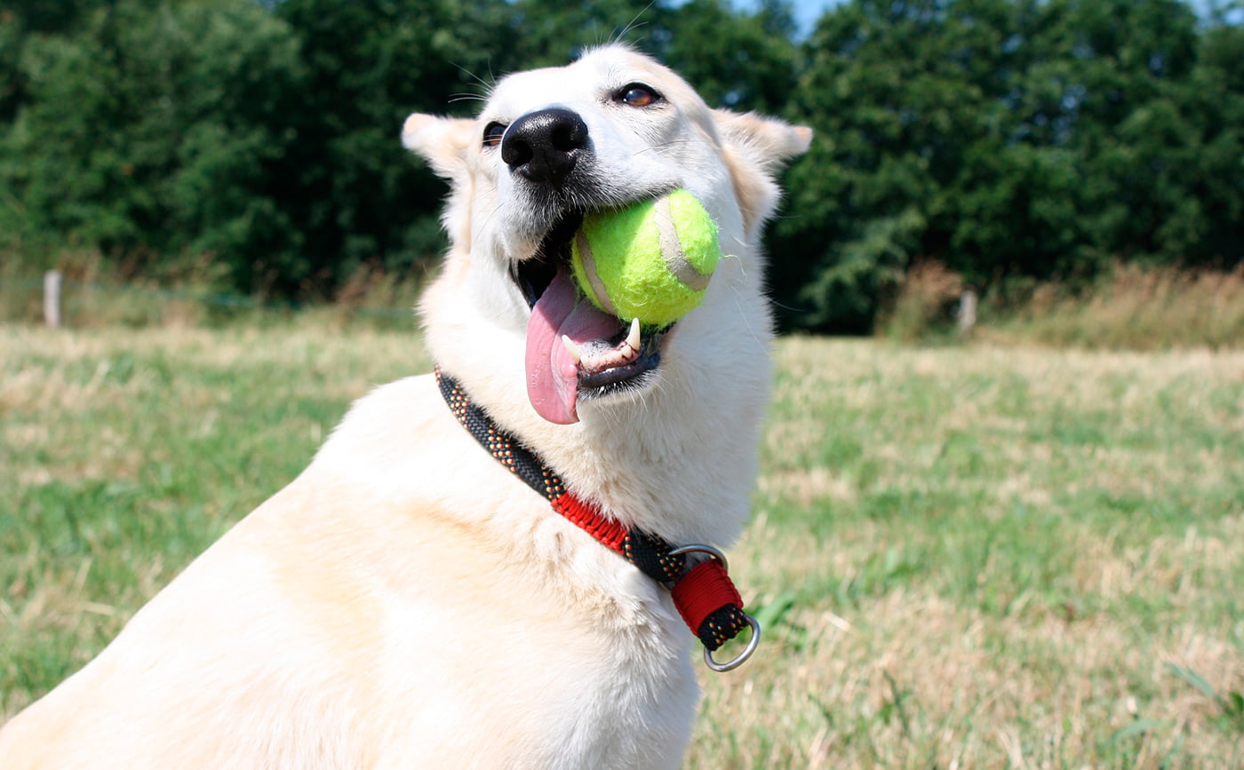 perro mordiendo una pelota de tenis