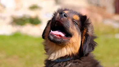 perro sano y feliz