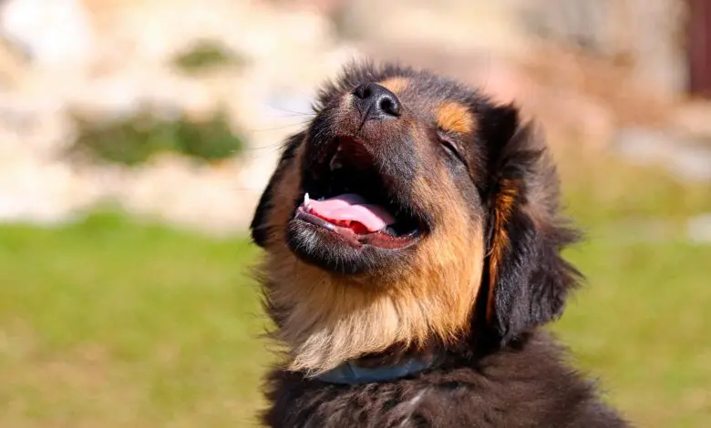 perro sano y feliz
