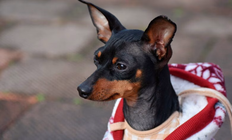 perro vestido con ropa de bebe