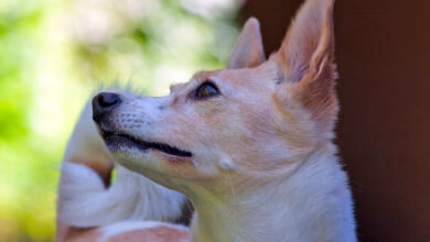 podenco canario observando atento