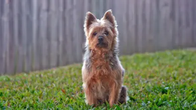 terrier australiano