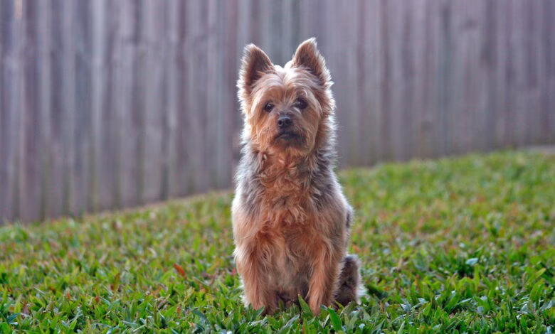 terrier australiano