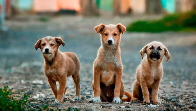 tres perros en la calle