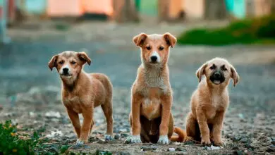 tres perros en la calle