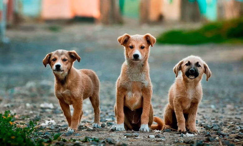 tres perros en la calle