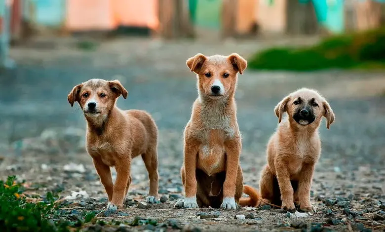 tres perros en la calle