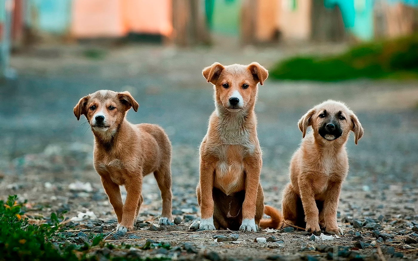 tres perros en la calle