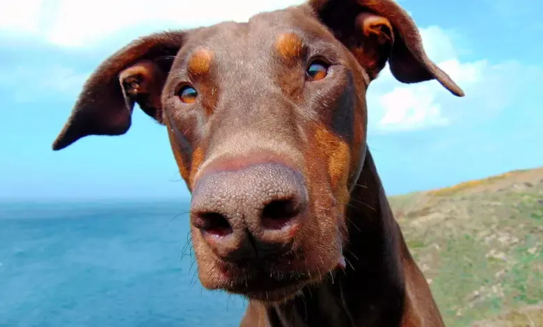 perro de raza doberman