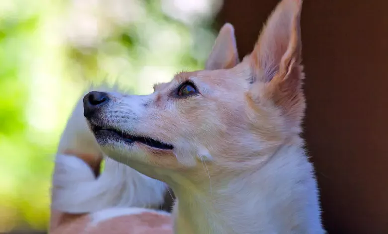 podenco canario observando atento