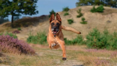 Pastor Belga corriendo