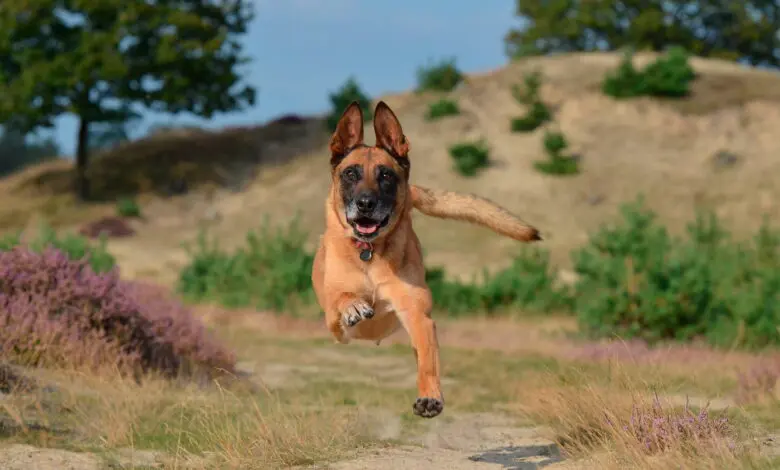 Pastor Belga corriendo
