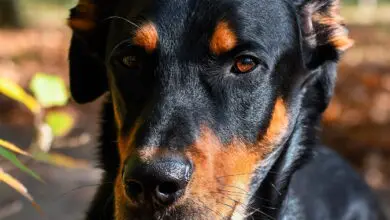 perro beauceron
