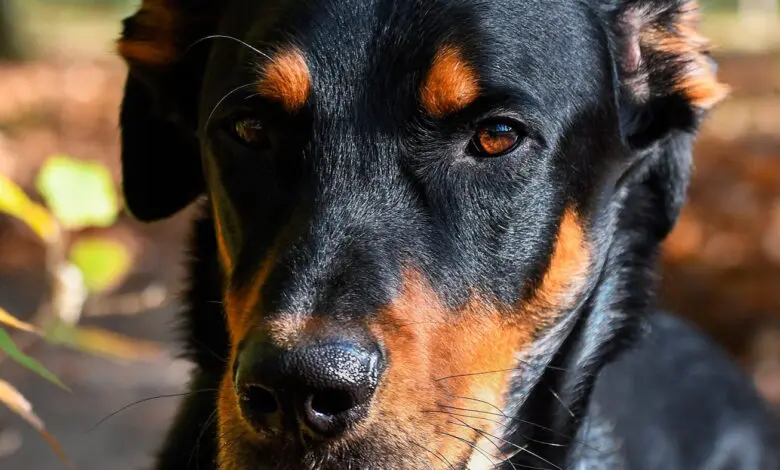 perro beauceron