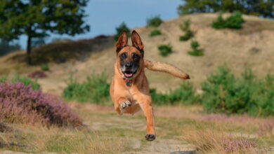 Pastor Belga corriendo