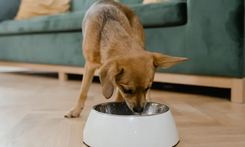 perro comiendo