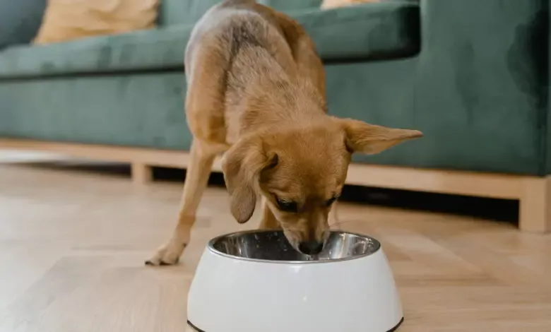 perro comiendo