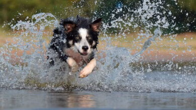 border collie corriendo por el agua