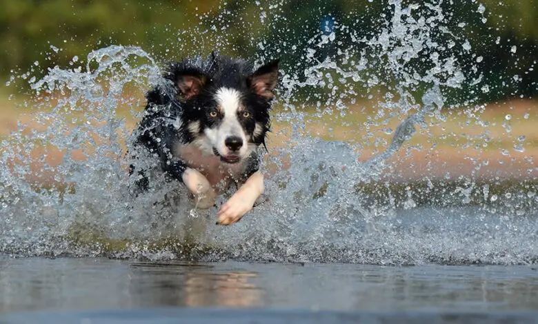 border collie corriendo por el agua