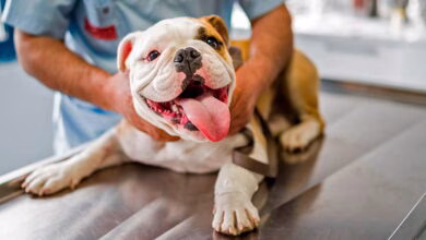 perro con babeosis en clinica veterinaria
