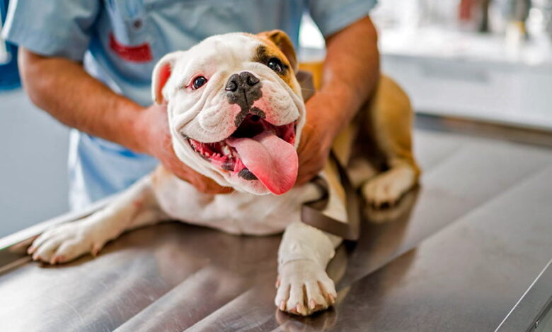 perro con babeosis en clinica veterinaria