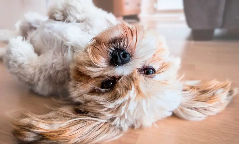 perro en casa