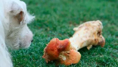 perro mirando un gran hueso