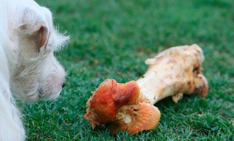perro mirando un gran hueso