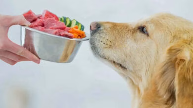 perro mirando la comida barf