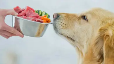 perro mirando la comida barf