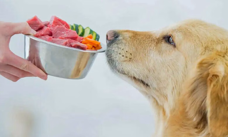 perro mirando la comida barf