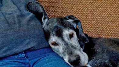 perro anciano descansando