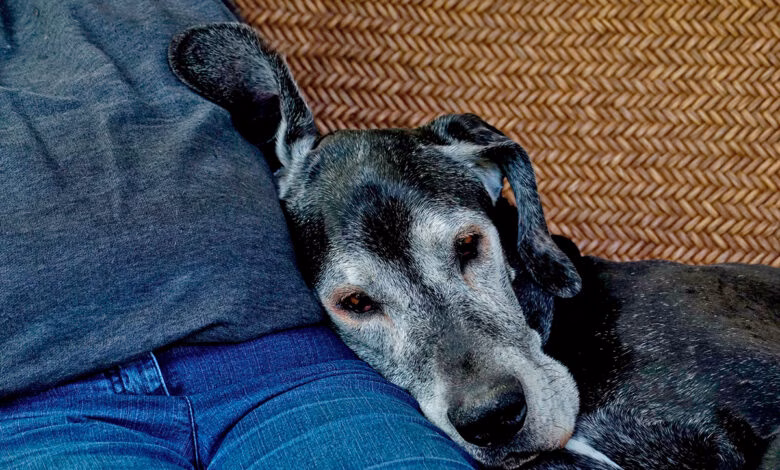 perro anciano descansando