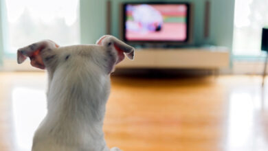 perro viendo la television