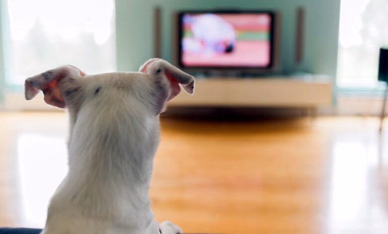 perro viendo la television